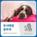 자양동물병원 이미지