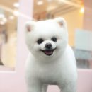 숑숑 그루밍 이미지