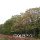 분홍봄