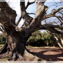 와흘본향당 이미지