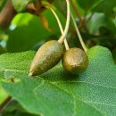 황소와농부 이미지