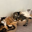 냥스테이 이미지