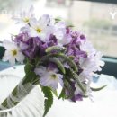 Flowershop 이미지
