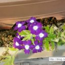 두레행정사사무소 이미지