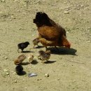 한가족농장 이미지