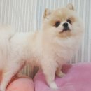뽀뽀독스 이미지