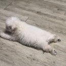 털찐강아지 이미지