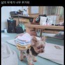 이번주는 에그찼다