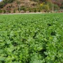 송백불한증막 이미지