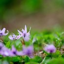 돌아가고싶은고향의산 이미지