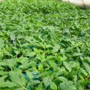 태호네농장 이미지