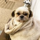 CoCo멍(코코멍) 이미지