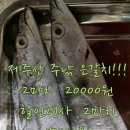 제주은갈치 2마리 15000 원 택비 별도 이미지