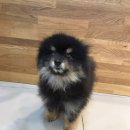멍멍이냥