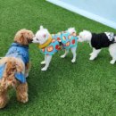 댕댕이 지구대 이미지