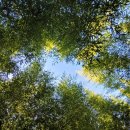 보약한첩 이미지