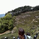 도심다원 이미지