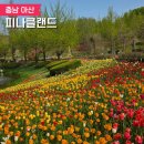 봄꽃처럼 | 아산 피나클랜드 튤립 수선화 축제 봄꽃 대향연 후기