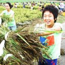 영상컬럼[07/09/29] - "2007 진주남강 유등축제 오세요" 이미지