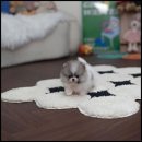 유앤미펫 고양이분양 강아지분양 인천본점 이미지