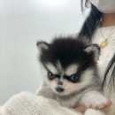 퍼피데이즈강아지분양김포