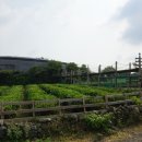 김종덕농장 네이버블로그