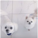 페토브 동물병원 이미지