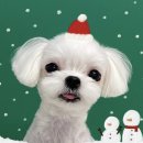 도그메종 이미지