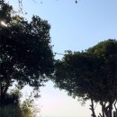 피자투어 이미지