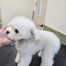 버블그루밍 | 당산역 애견미용실 : 그라운독 그루밍 1시간 스파 후기