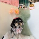 Coco Grooming 네이버블로그