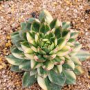 수담농장 이미지