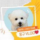 강아지유치원CAREDOGS