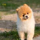 스타 반려견 교육센터 이미지