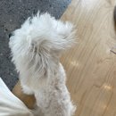 제주애견카페왈 구억점 | 제주도 영어교육도시 애견카페 ‘카페왈’