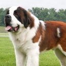 파트라슈 이미지