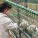 칠곡양떼목장 | 대구 근교 가볼만한 곳, 칠곡 양떼목장 방문 후기