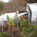 연당조전로 이미지