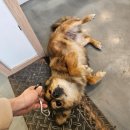 초아펜션 | 강원도 홍천펜션 프라이빗 풀빌라 반스힐리조트 숙박후기