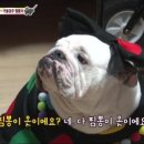 거울보는 강아지 이미지