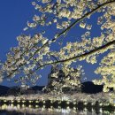 더예쁨김천점 | 봄 나들이 추천 김천 연화지 벚꽃축제 솔직후기(유모차랑)