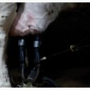 인보목장 이미지