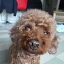 이쁘개# 이미지