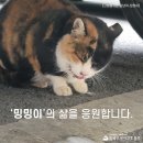 [#고보협지원길냥이] '밍밍이'의 삶을 응원합니다.