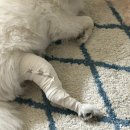 하누동물병원 이미지