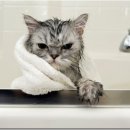 숲 동물의료센터 이미지