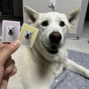 두부네사진관 | 두부네사진관 반려동물 강아지 증명사진 제작후기 내돈내산 솔직후기