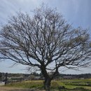 제주장애인주간활동센터 | 사회복지사 실습, 제주 항몽유적지 꽃구경 산책(장애인 주간활동센터)