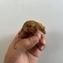 파충류샵 스마일게코 이미지