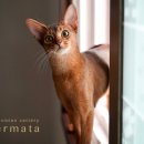 캐터리 페르마타 이미지